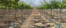 Parral malla para uva