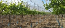 Parral malla para uva