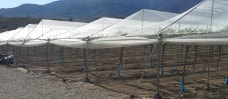 Parral malla para uva
