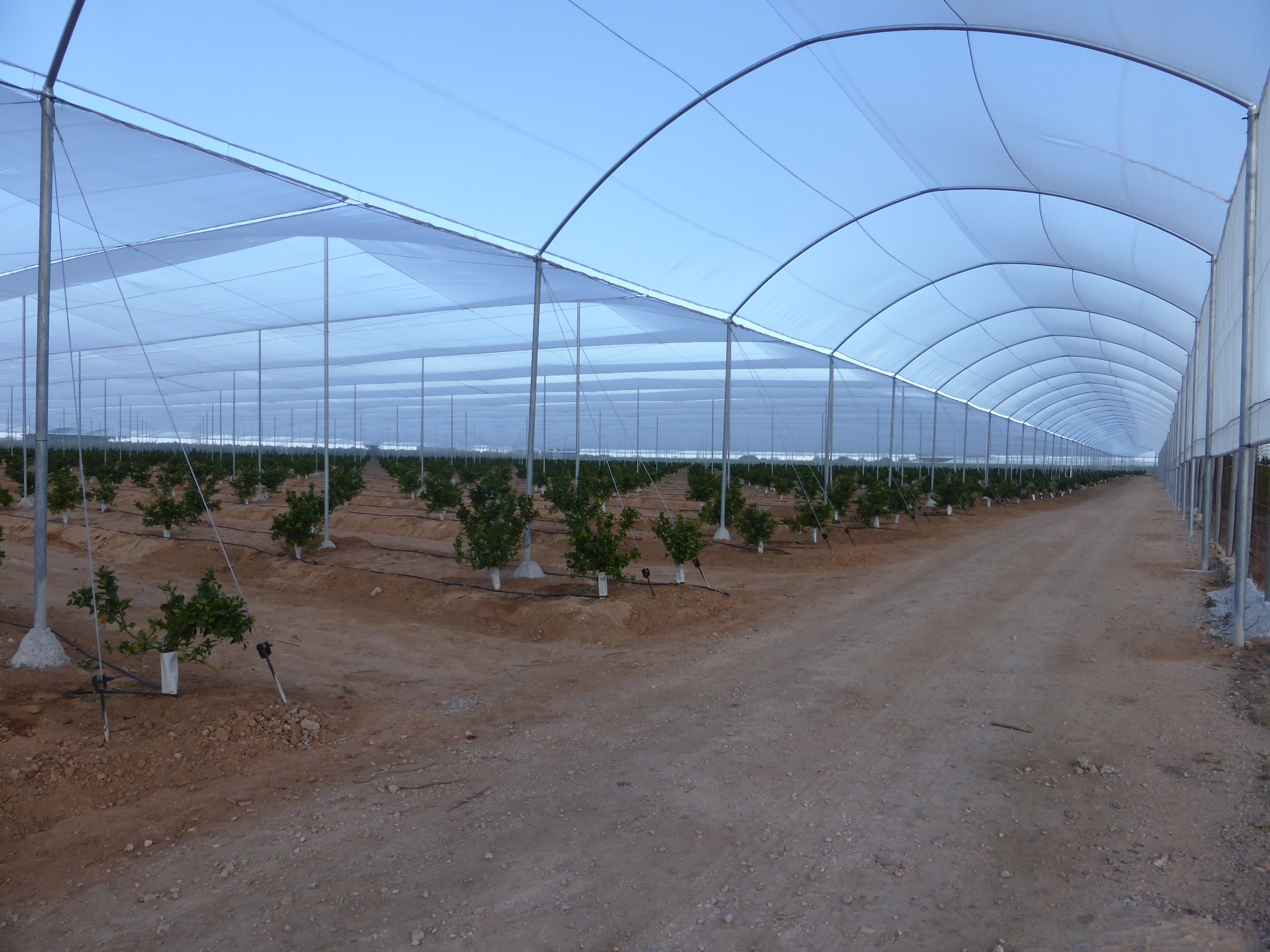 Umbráculos para citricos y frutales