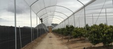 Umbráculos para citricos y frutales