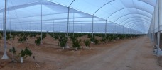Umbráculos para citricos y frutales