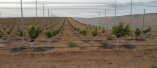 Umbráculos para citricos y frutales